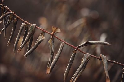 Close-up of dried leaves on twig