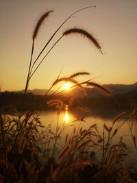 Close-up of silhouette plants against sunset