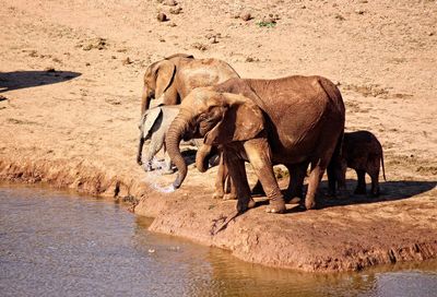 Elephant drinking water in river