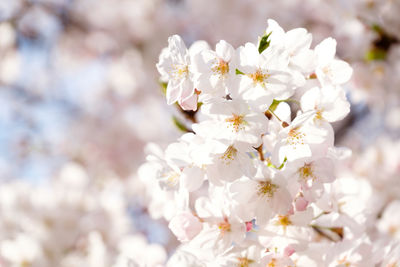 Close-up of white cherry blossoms