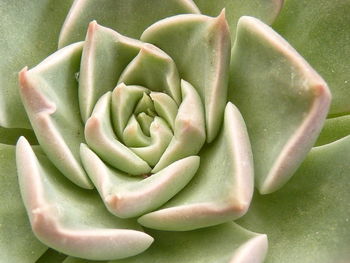 Close-up of succulent plant