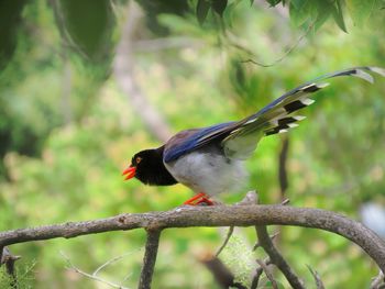 Close-up of bird perching on branch