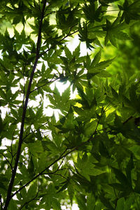 Close-up of fresh green tree