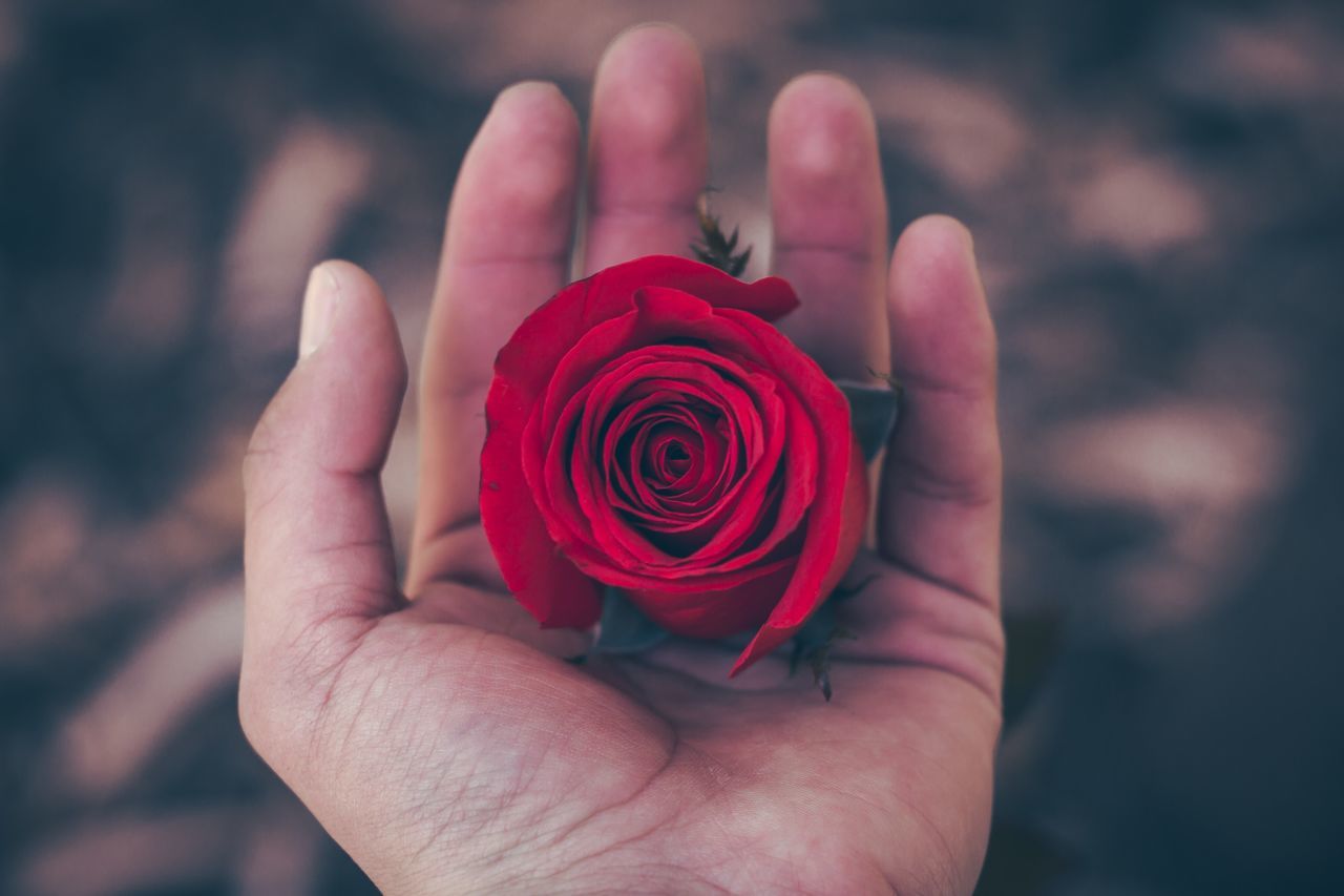 flower, red, petal, focus on foreground, fragility, rose - flower, holding, real people, flower head, close-up, human hand, freshness, beauty in nature, nature, outdoors, blooming, one person, day, isolated color