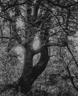 Trees in forest against sky