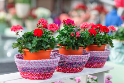 Red geranium in flower pots. spring indoor plants shopping. interior design