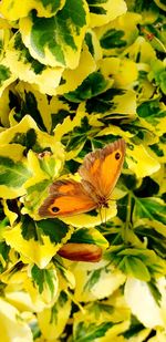 Close-up of butterfly on yellow flower