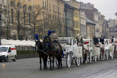 Horses on street in city