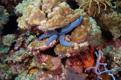 Close-up of coral in sea