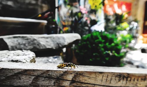 Close-up of bee on retaining wall