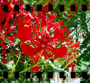 Full frame shot of red flowers