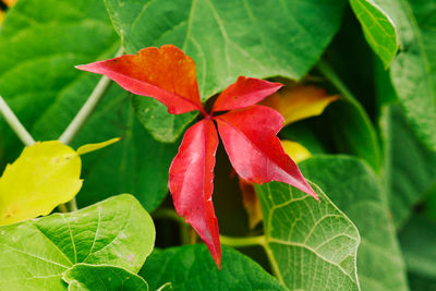 Close-up of red flowering plant