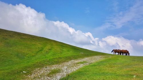 Cows grazing on field against sky
