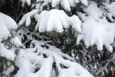 Snow covered trees on field