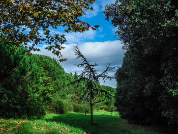 Trees on grassy field