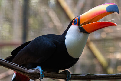 Close-up of bird perching outdoors