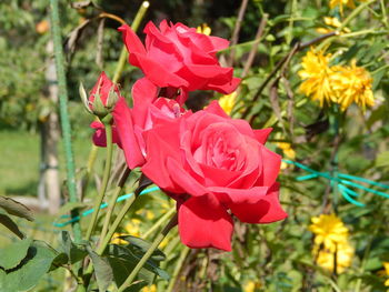 Close-up of red rose