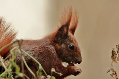 Close-up of squirrel