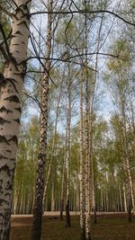 Low angle view of trees in forest against sky