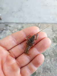 Close-up of hand holding small