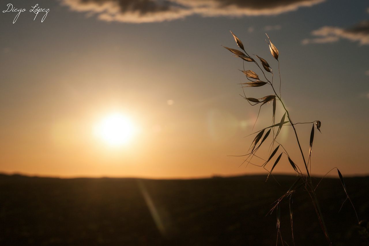 sunset, sun, tranquility, nature, tranquil scene, beauty in nature, growth, plant, sunlight, landscape, scenics, field, silhouette, sky, focus on foreground, idyllic, outdoors, sunbeam, lens flare, close-up