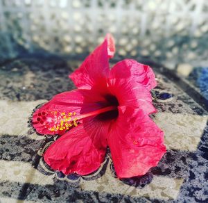 Close-up of red hibiscus flower