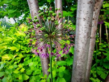 Close-up of flowering plant against tree trunk