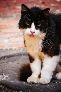 Close-up of cat looking away