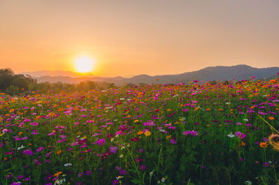 Scenic view of flowering plants on field against sky during sunset
