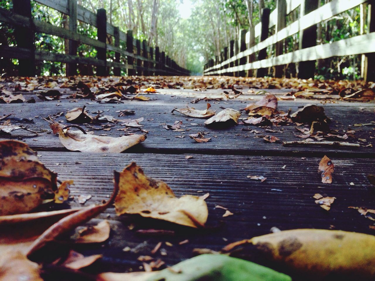 leaf, surface level, leaves, autumn, fallen, dry, animal themes, domestic animals, falling, day, sunlight, change, outdoors, dog, nature, pets, no people, selective focus, season, mammal