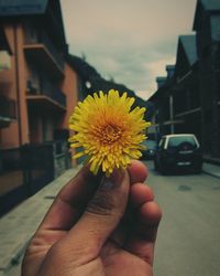 Close-up of hand holding yellow flower