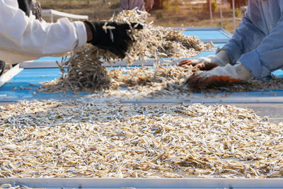 People working at fish