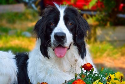 Close-up of dog on field