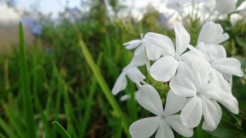 Close-up of white flowers blooming outdoors