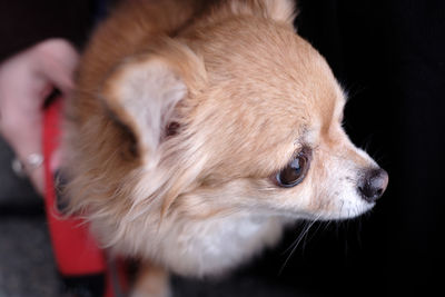 Close-up of dog looking away