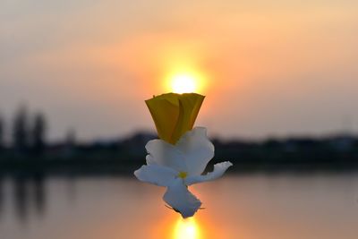 Close-up of orange flower against sky during sunset