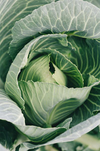 Close-up of green leaves