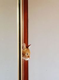 Cat looking through window