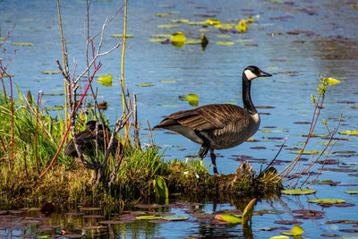 Mallard duck at lakeshore