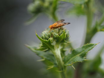 Close-up of insect on flower