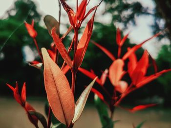 Close-up of red leaves on plant