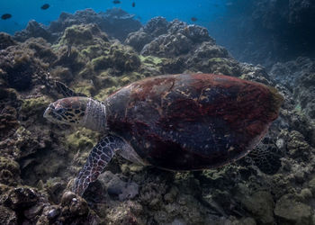 Turtle swimming in sea