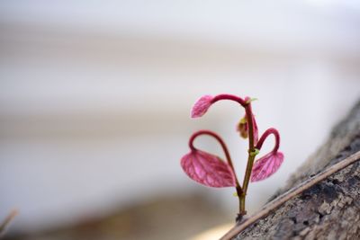 Close-up of pink flowering plant