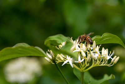 Close-up of bee pollinating on flower