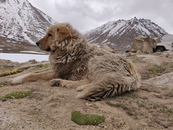 View of a dog on snow covered land