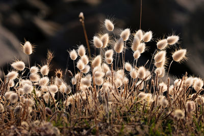 Close-up of flowering plants on field