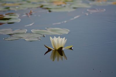 Close-up of lotus water lily in lake