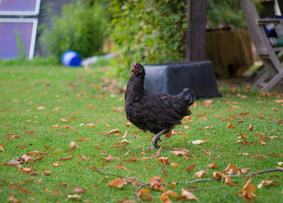 Black bird on a field