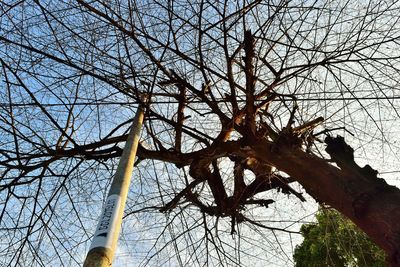 Low angle view of bare tree against sky