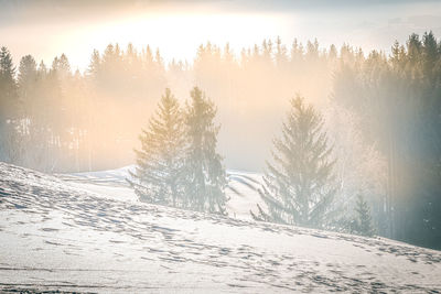 Snow covered trees in forest against sky